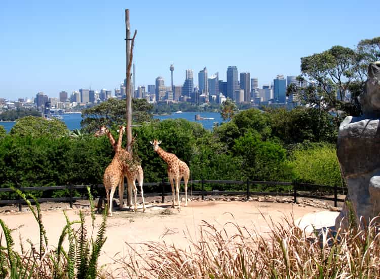 Taronga Zoo Sydney