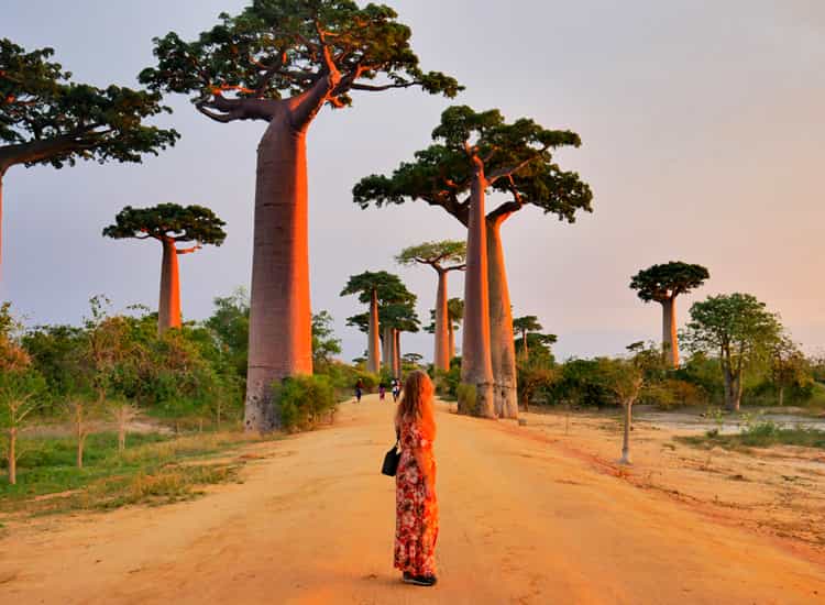 Avenue of The Baobabs