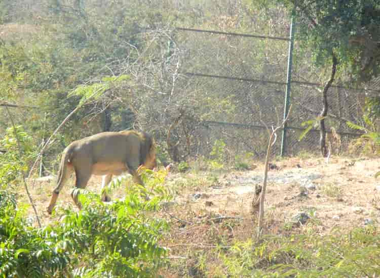 Sajjangarh Wildlife Sanctuary Udaipur