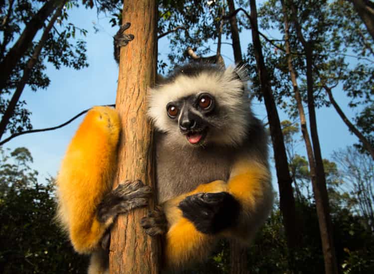 Zahamena National Park