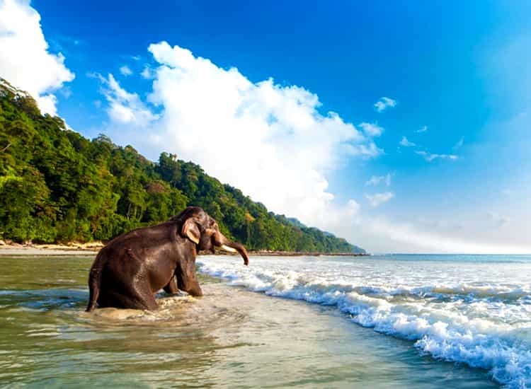 Elephant Beach Andaman Nicobar