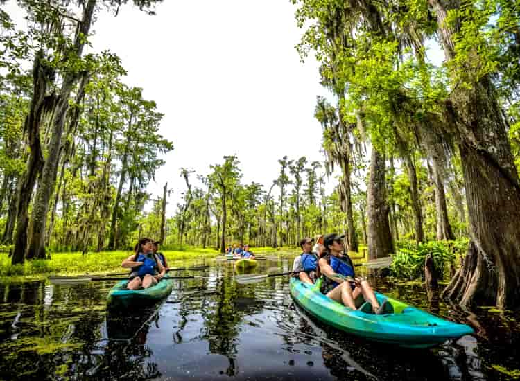 Multiple Swamp - Places to Visit in New Orleans